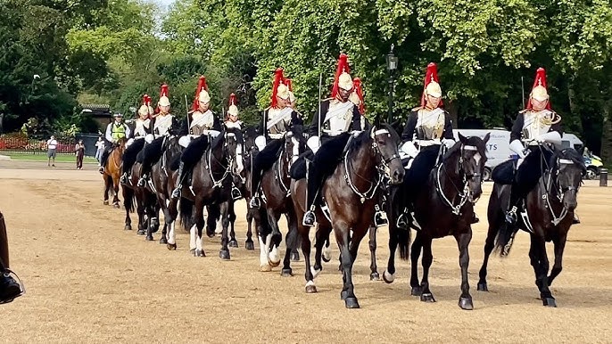 cavalry black horse for sale